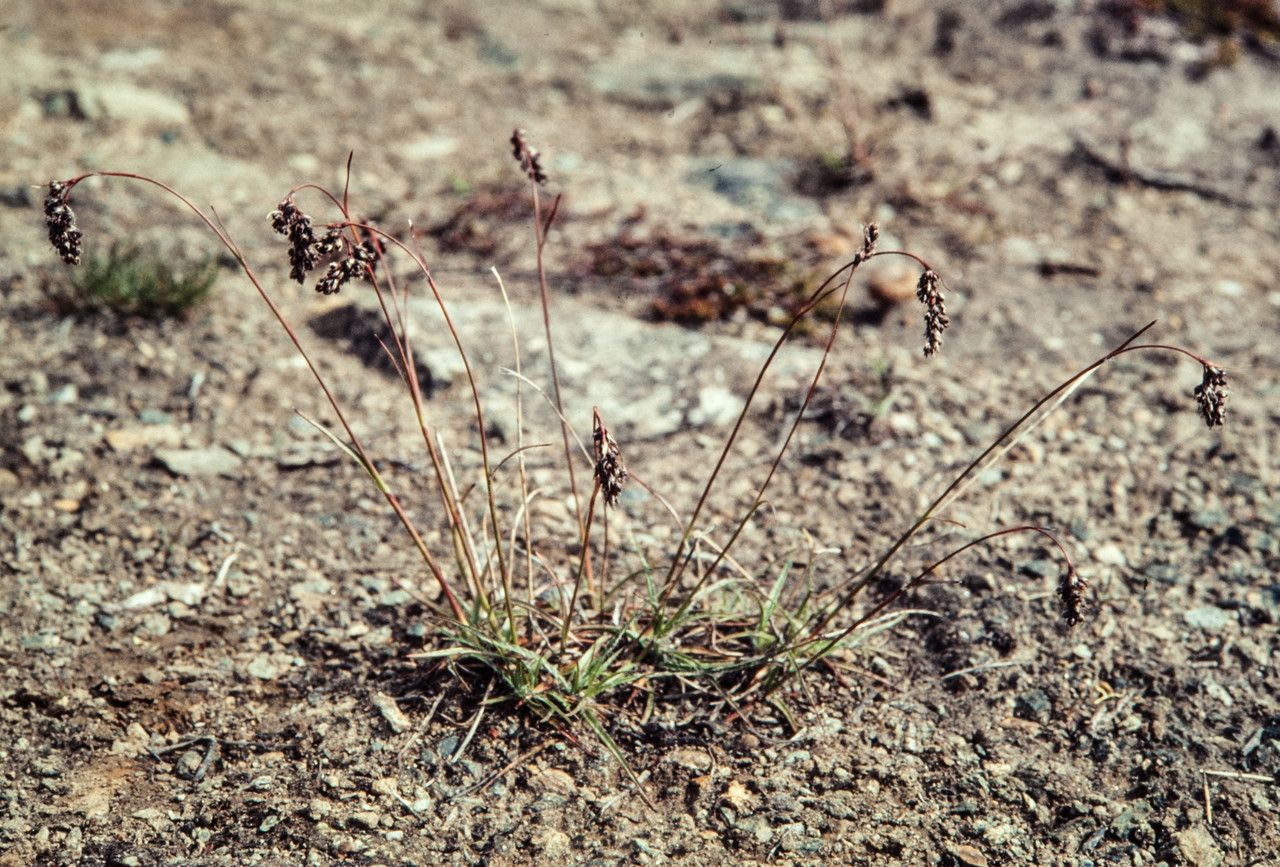 Luzula spicata flower