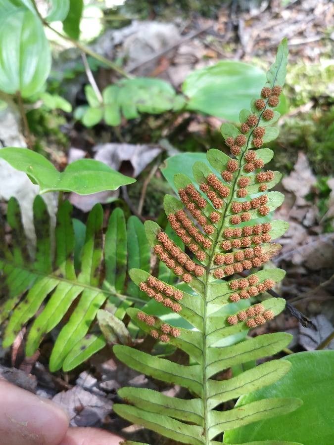 Polypodium virginianum fruit