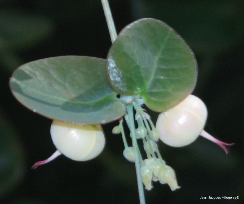 Phyllanthus paucitepalus — houseplant care guide