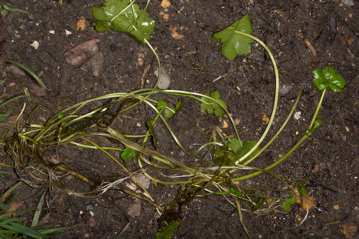 Hydrocotyle ranunculoides bark