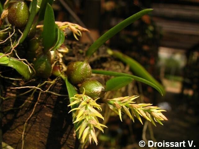Bulbophyllum pipio flower