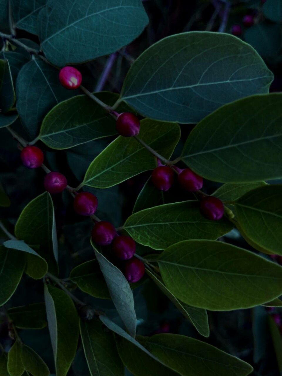 Breynia vitis-idaea fruit