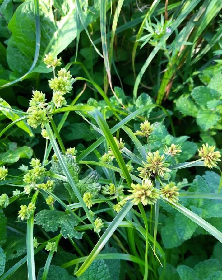 Cyperus eragrostis leaf