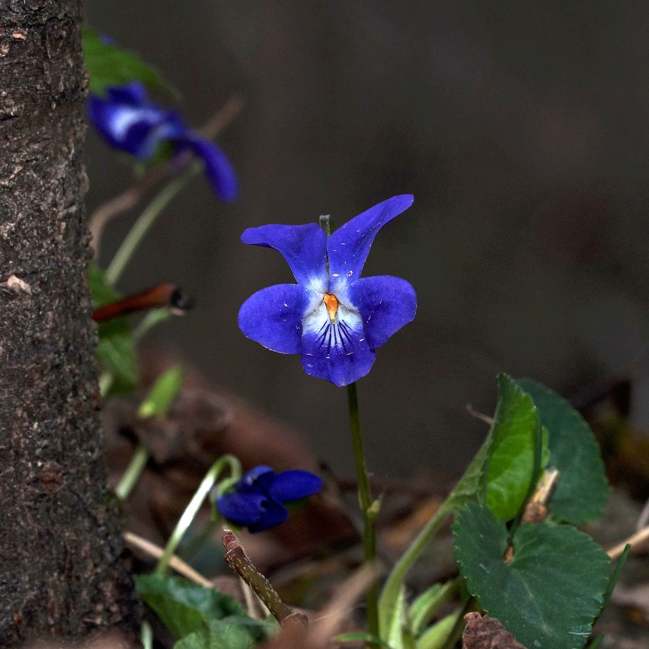 Viola suavis flower