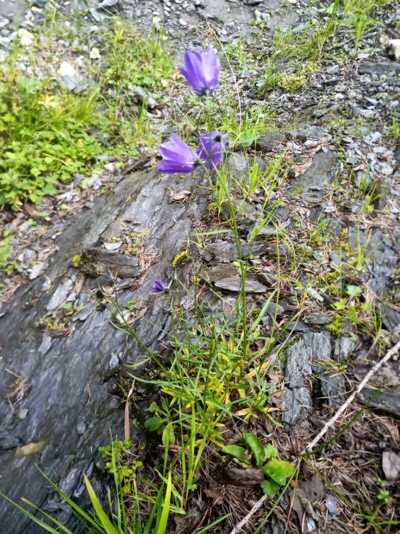 Campanula giesekiana habit