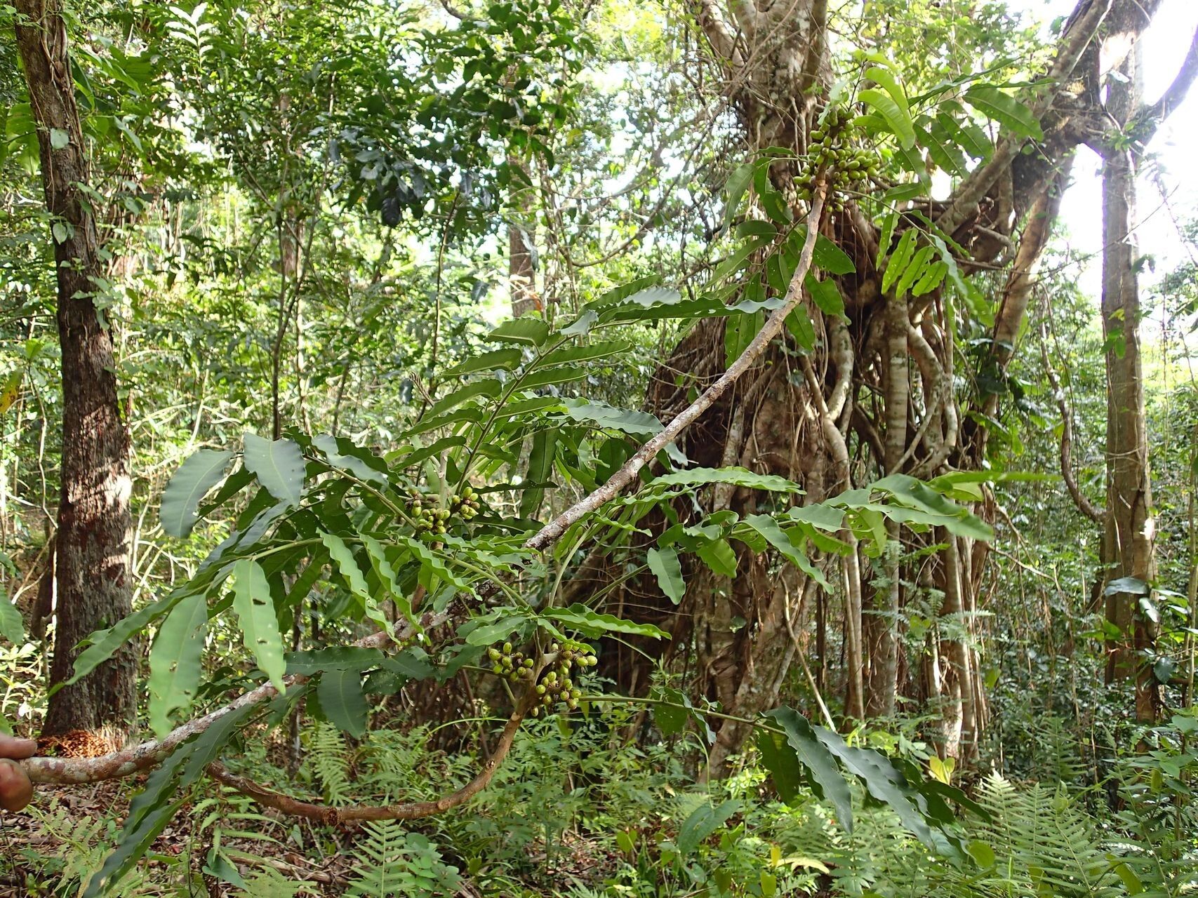 Didymocheton pachypodus habit