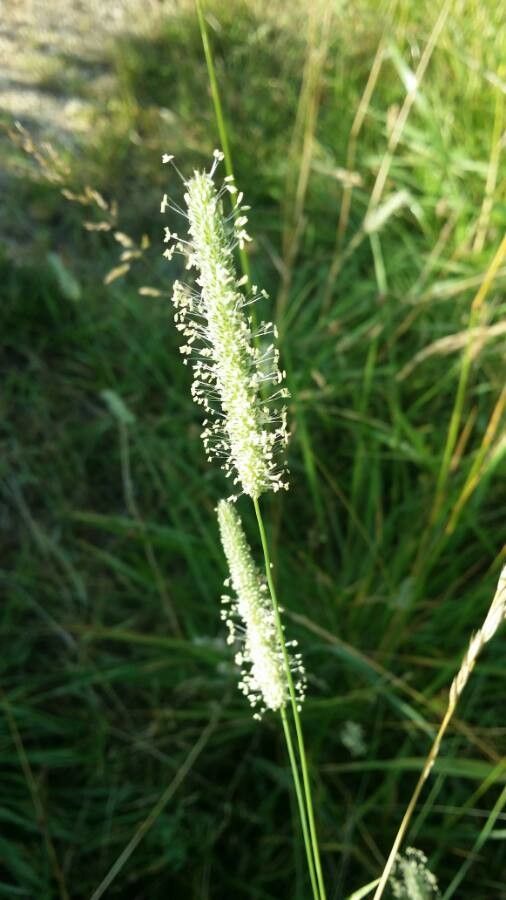 Phleum nodosum flower
