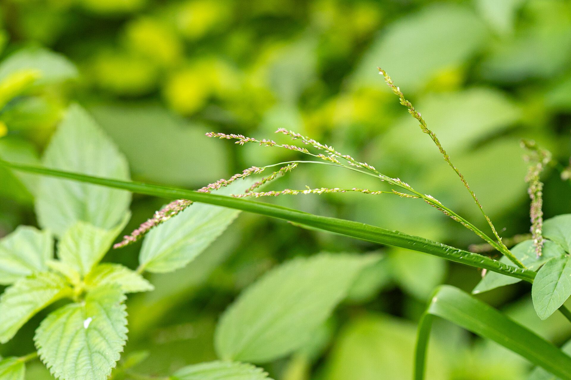 Steinchisma hians — related species from the same genus
