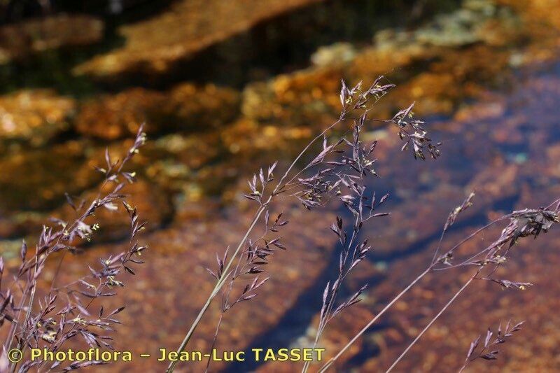 Festuca rivularis flower