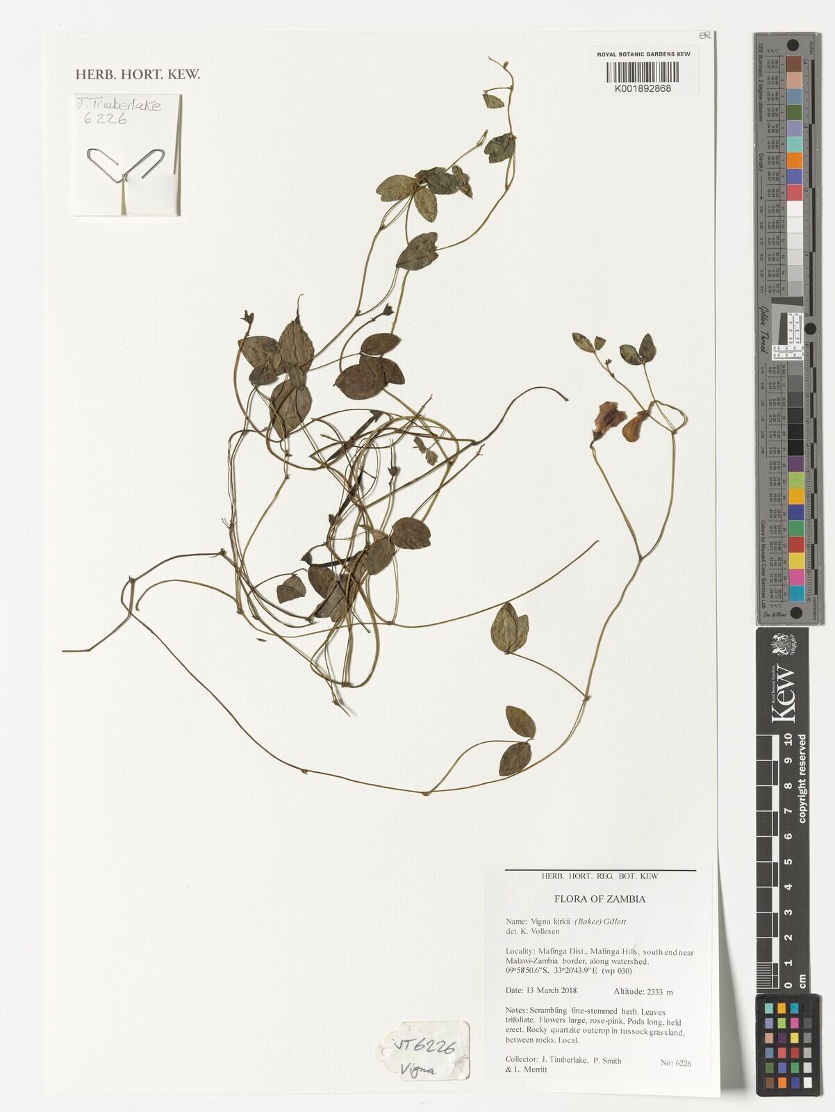 Vigna kirkii — search result for 'Vigna'