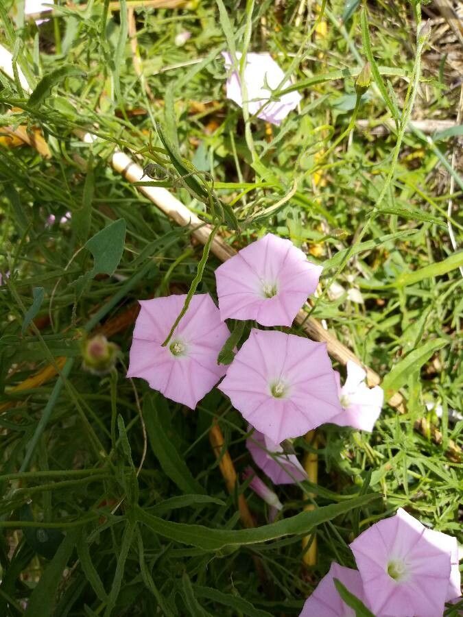 Convolvulus erubescens flower