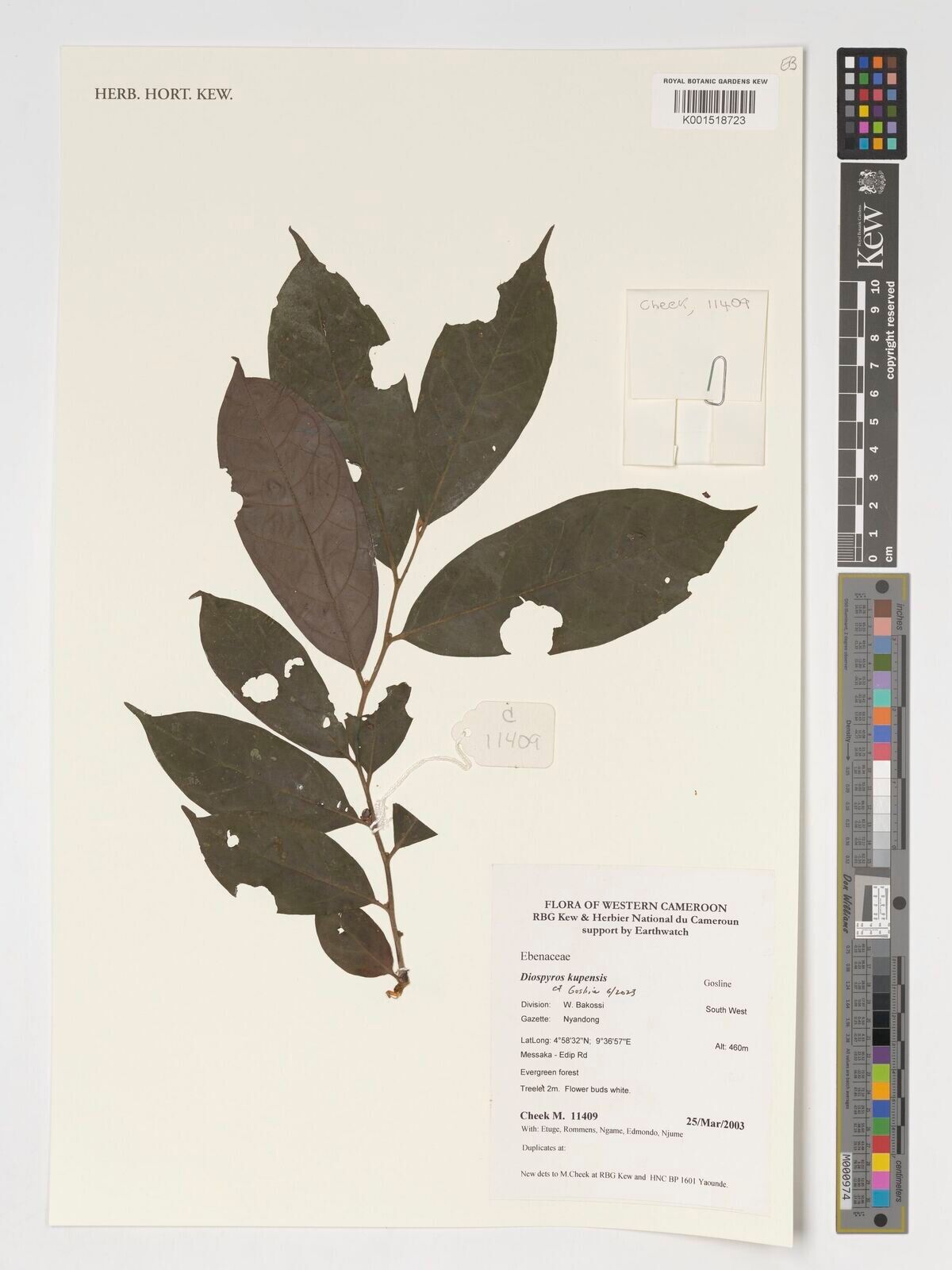 Diospyros kupensis — houseplant care guide