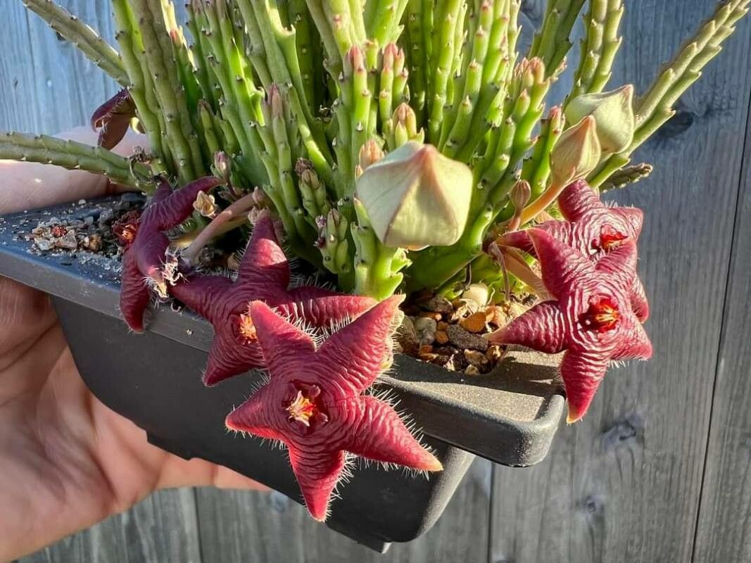 Stapelia scitula — houseplant care guide
