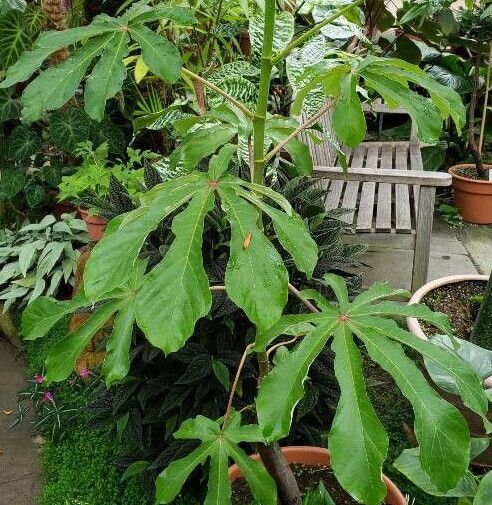 Cecropia palmata habit