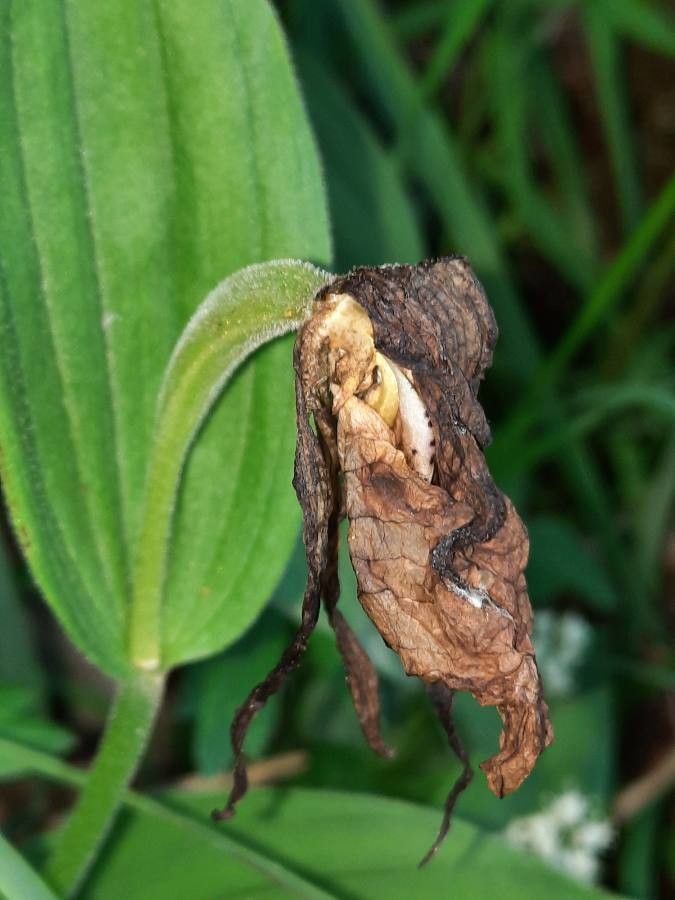 Cypripedium calceolus fruit