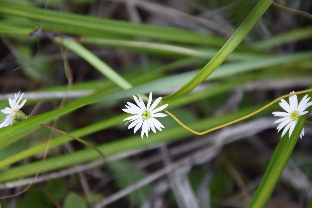 Lagenophora lanata — related species from the same genus