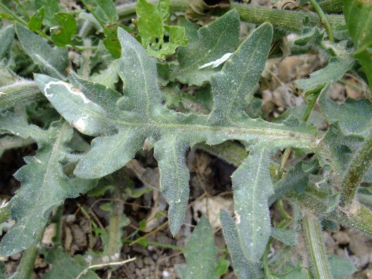 Hymenonema laconicum — houseplant care guide