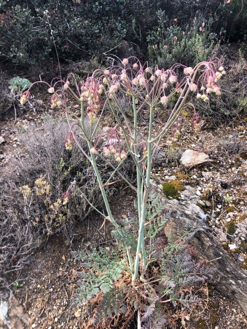 Margotia gummifera habit