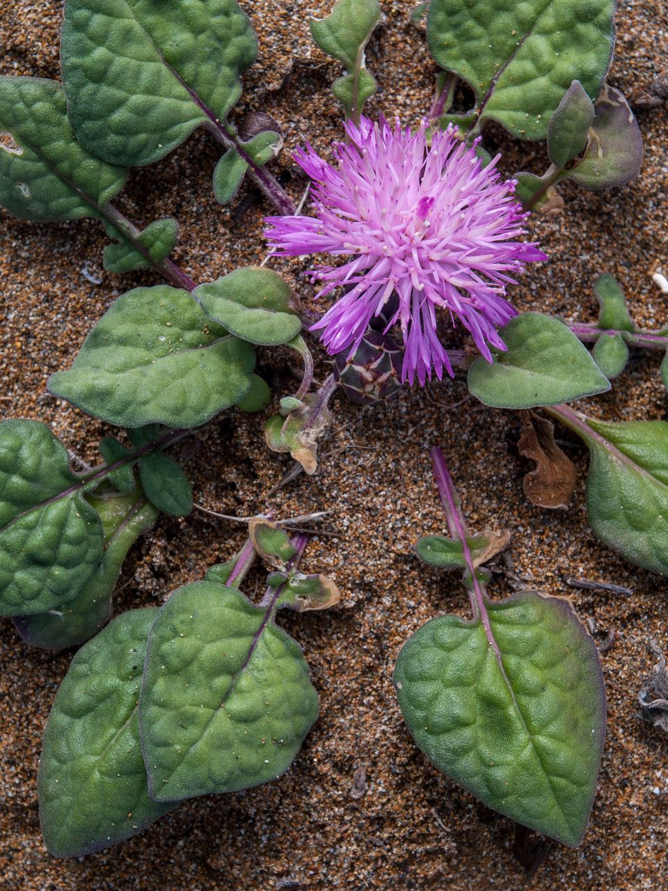 Centaurea aegialophila