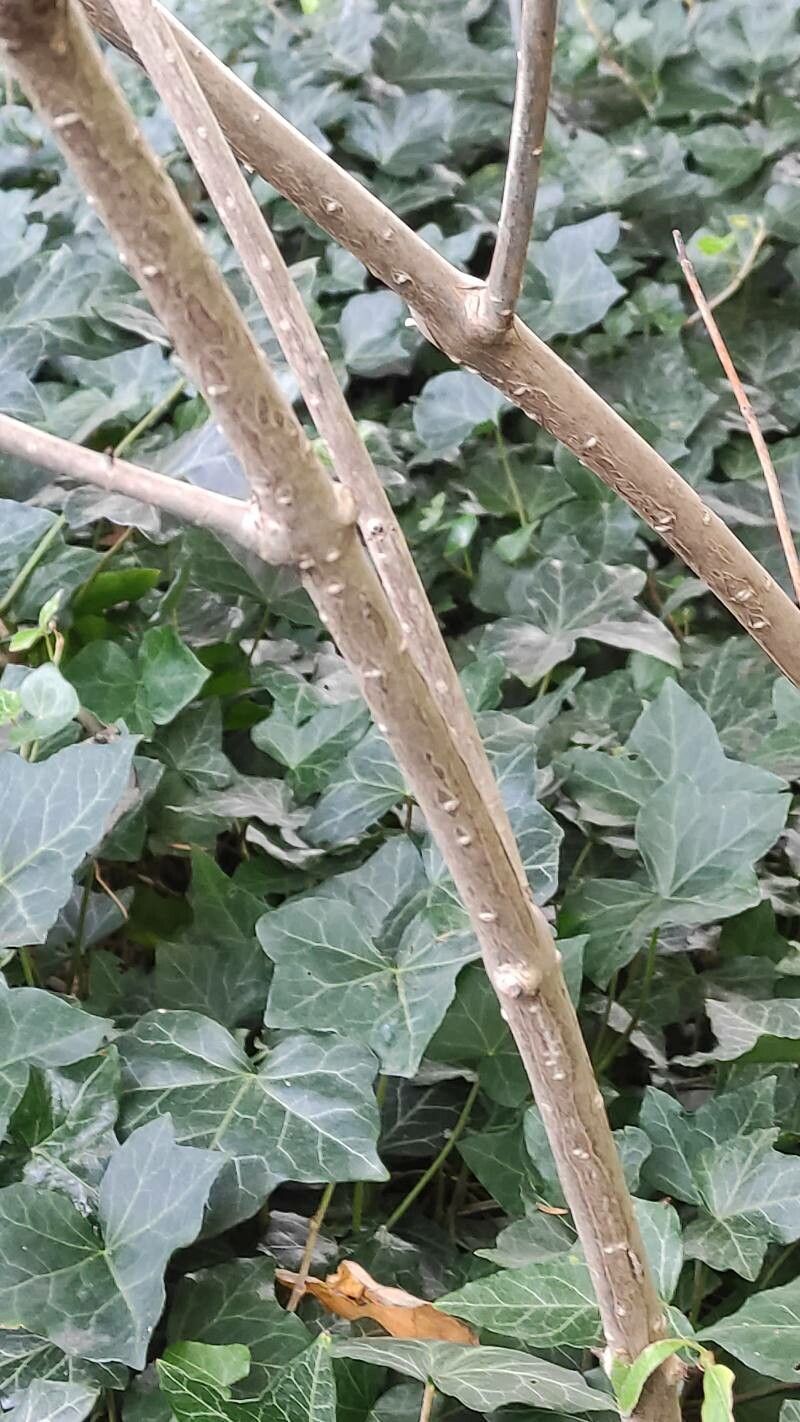 Hydrangea heteromalla bark