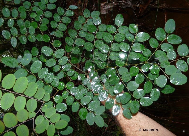 Phyllanthus virgultiramus — houseplant care guide