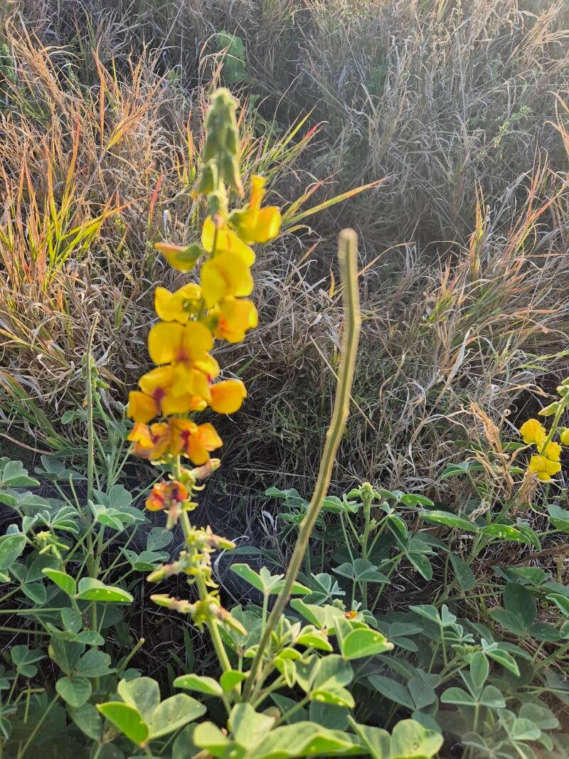 Crotalaria verdcourtii flower