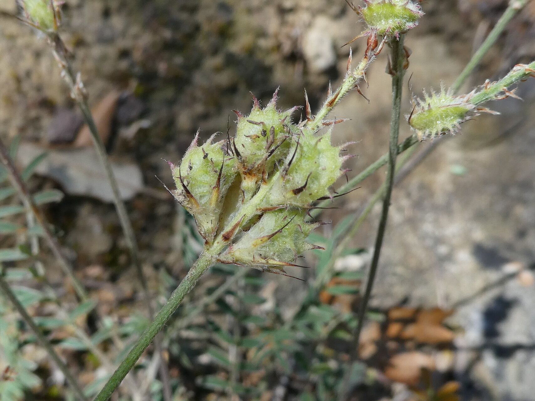 Onobrychis caput-galli fruit