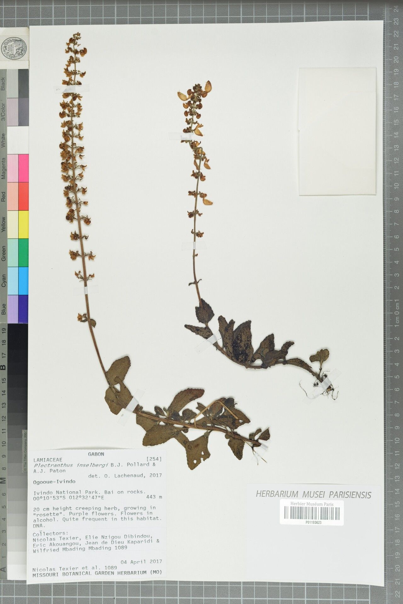 Coleus inselbergi — houseplant care guide