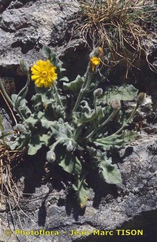 Hieracium kochianum habit