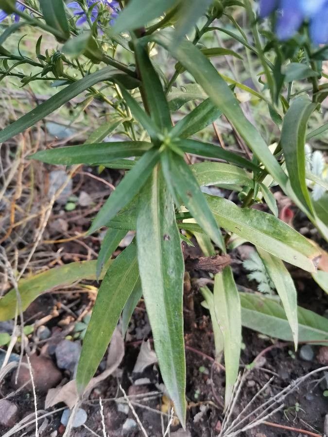 Aster dumosus — search result for 'Symphyotrichum'