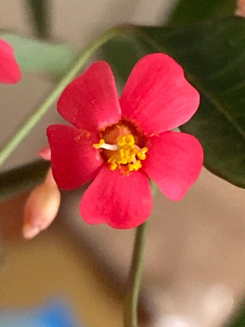 Euphorbia fulgens flower