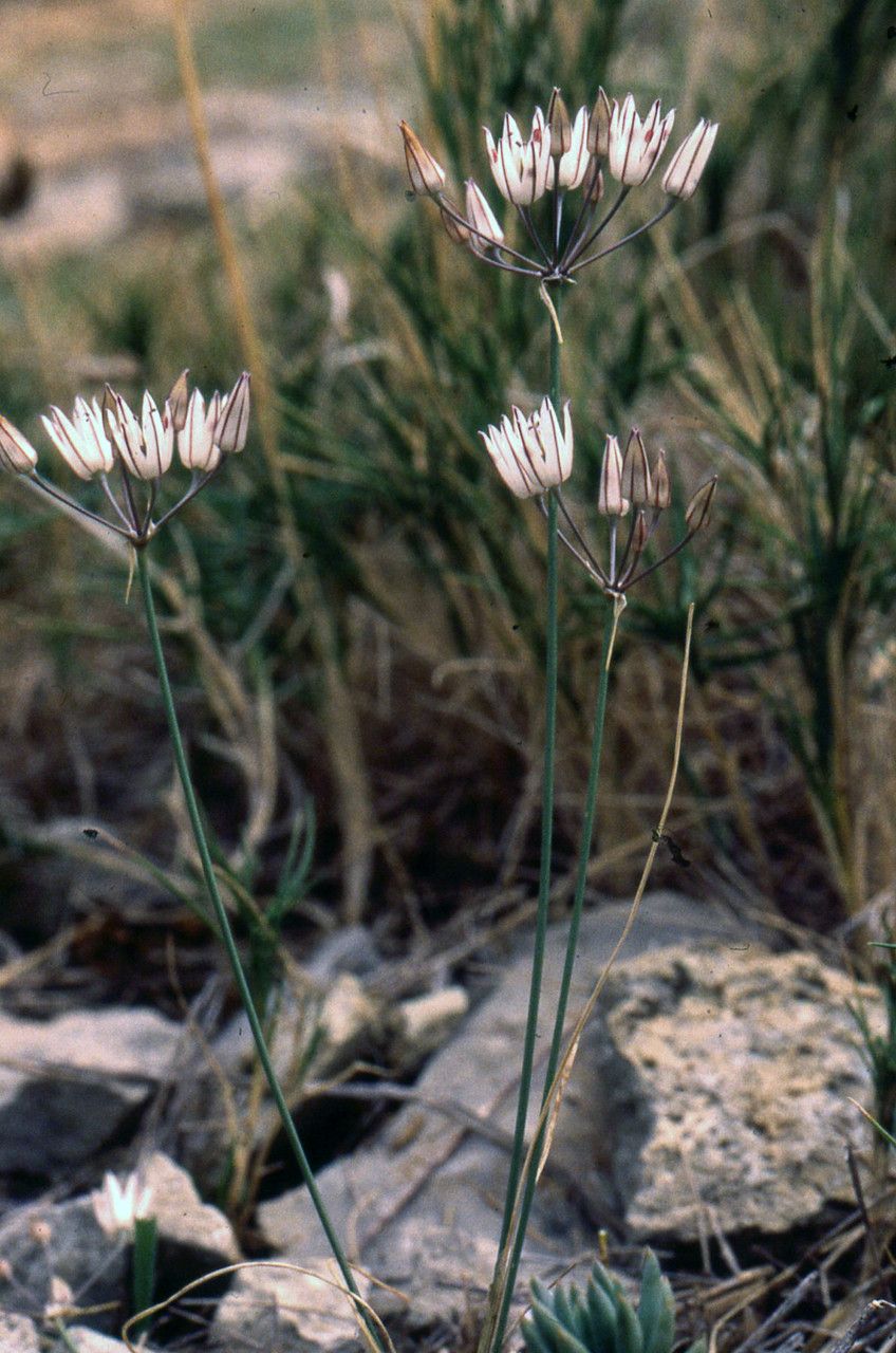 Allium moschatum habit