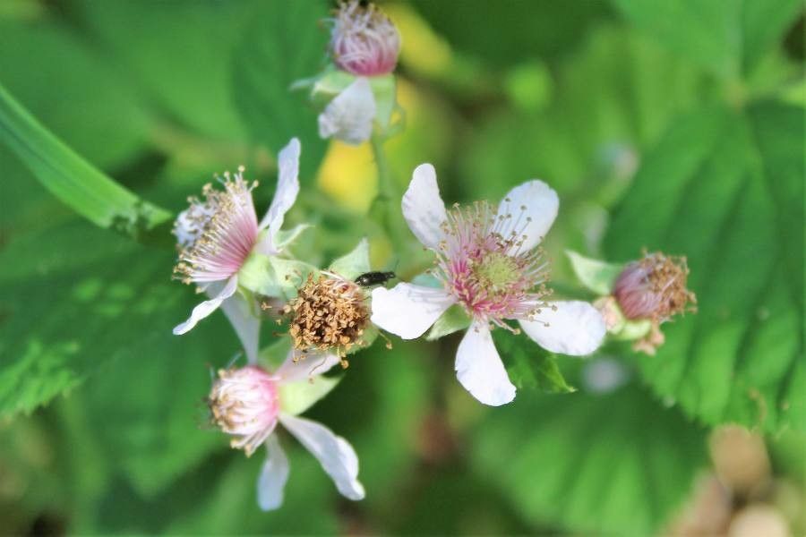 Rubus bipartitus flower