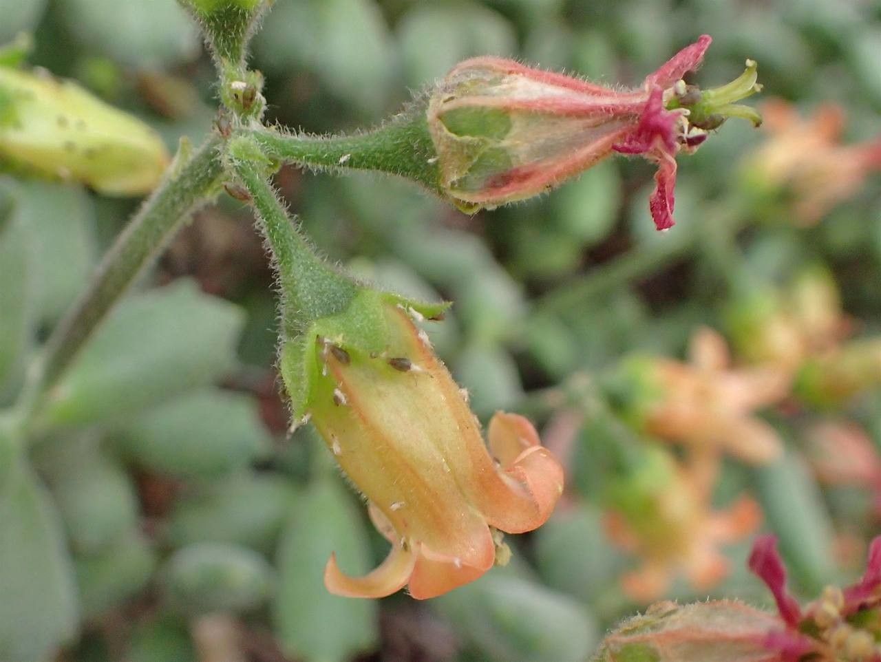 Cotyledon tomentosa fruit