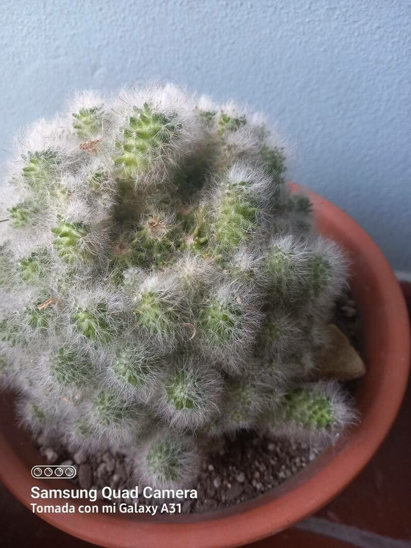 Mammillaria glassii other
