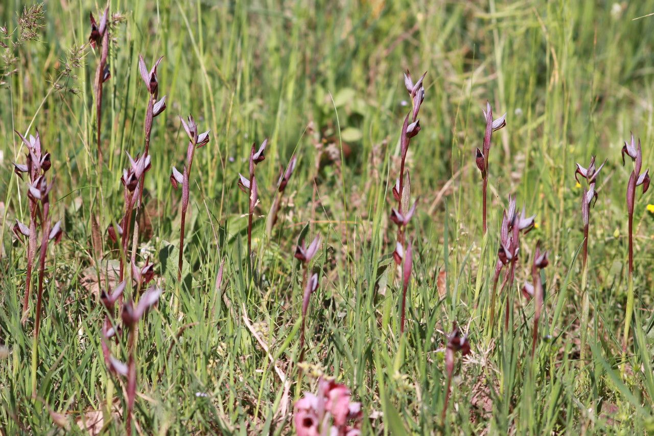 Serapias olbia habit
