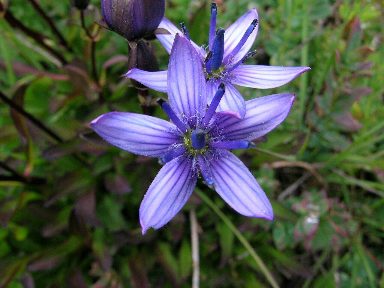 Swertia multicaulis flower