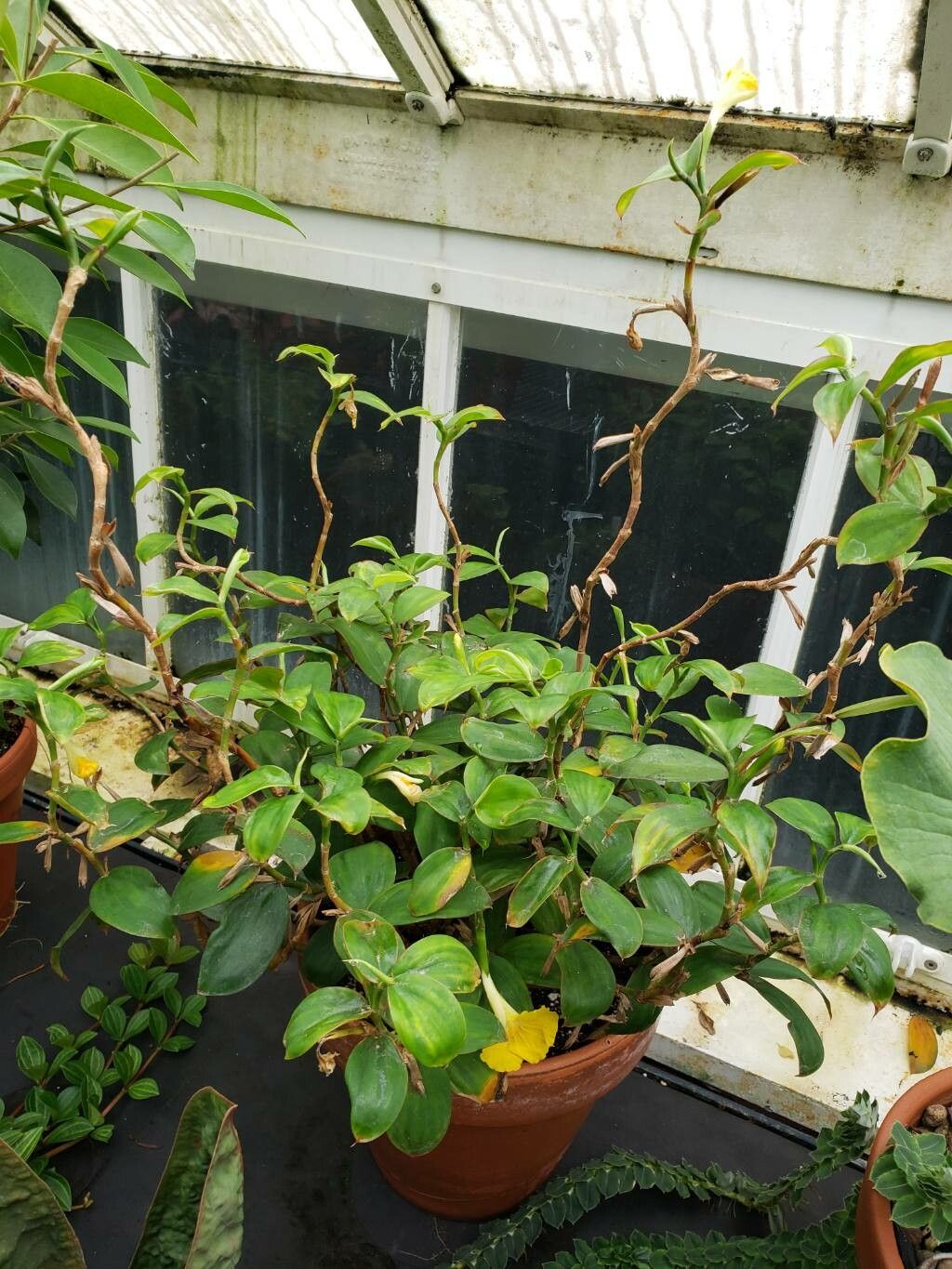 Monocostus uniflorus habit