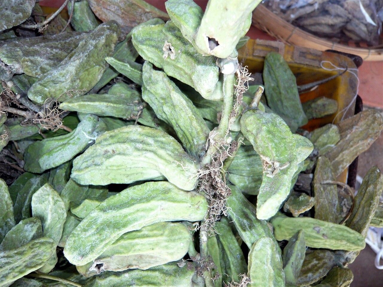 Dischidia major fruit