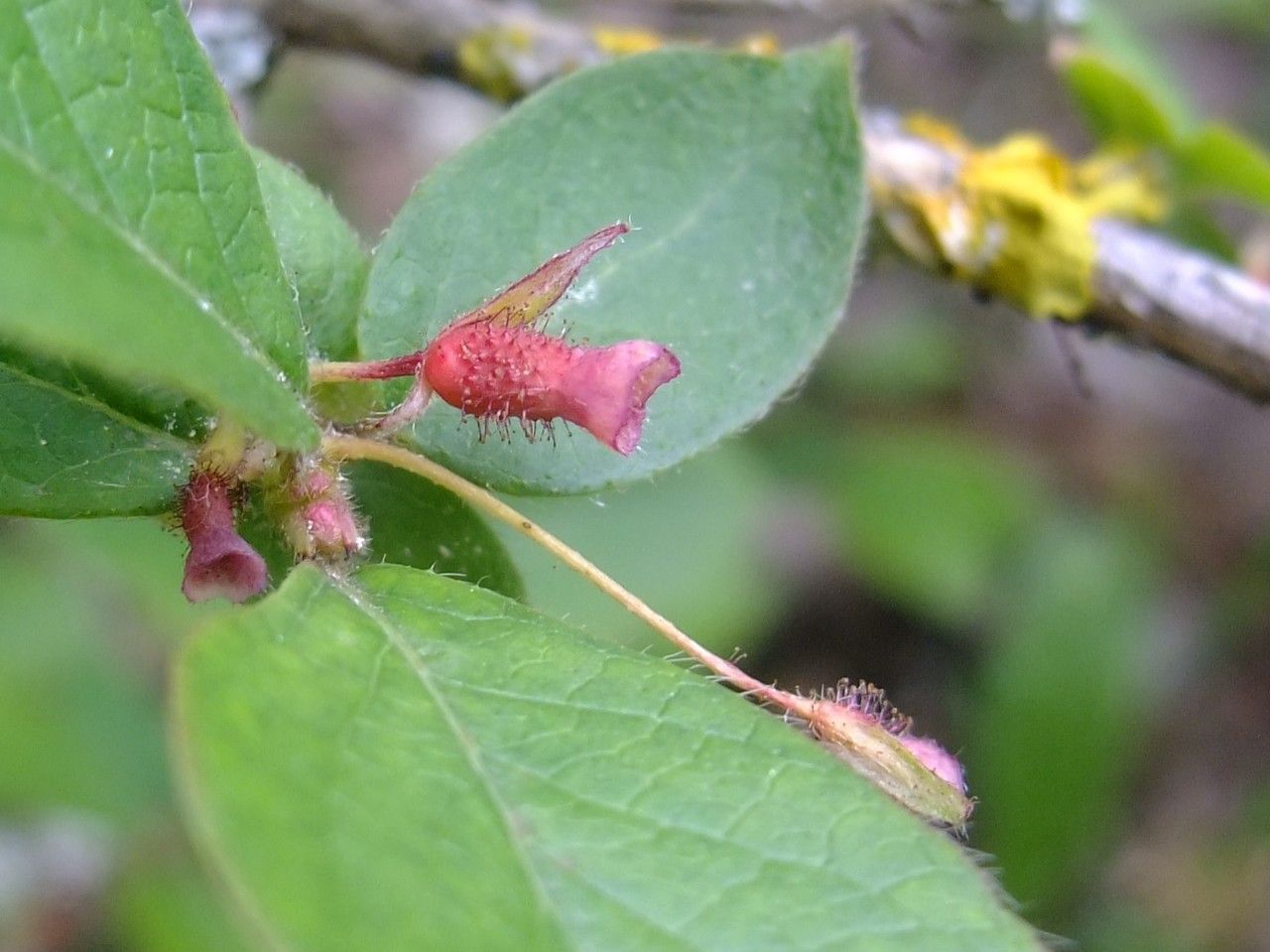 Lonicera gracilipes — search result for 'Lonicera'