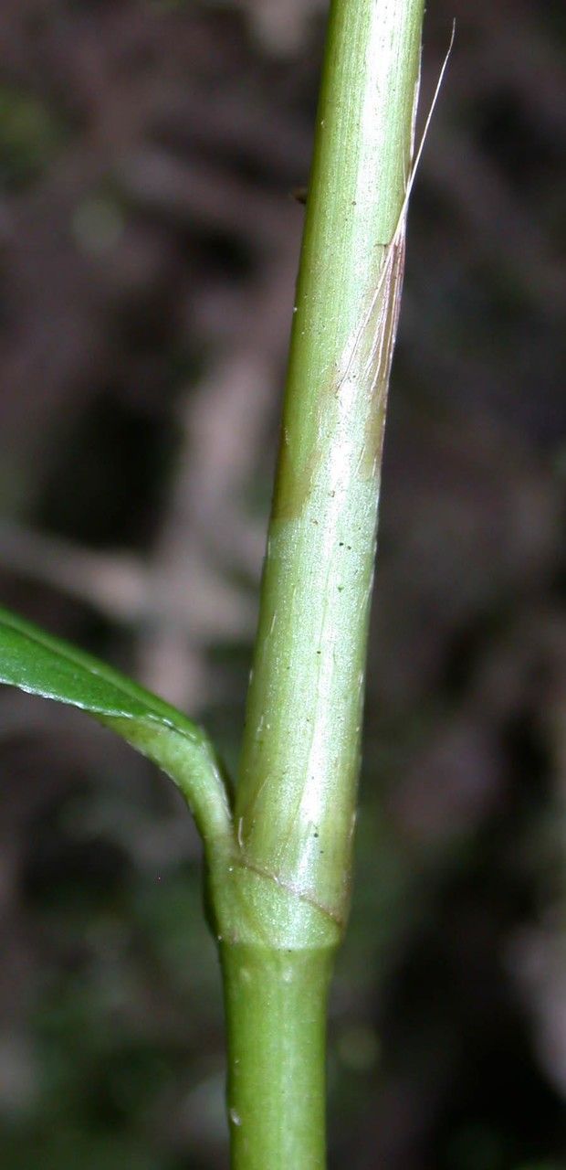 Polygonum hydropiperoides bark