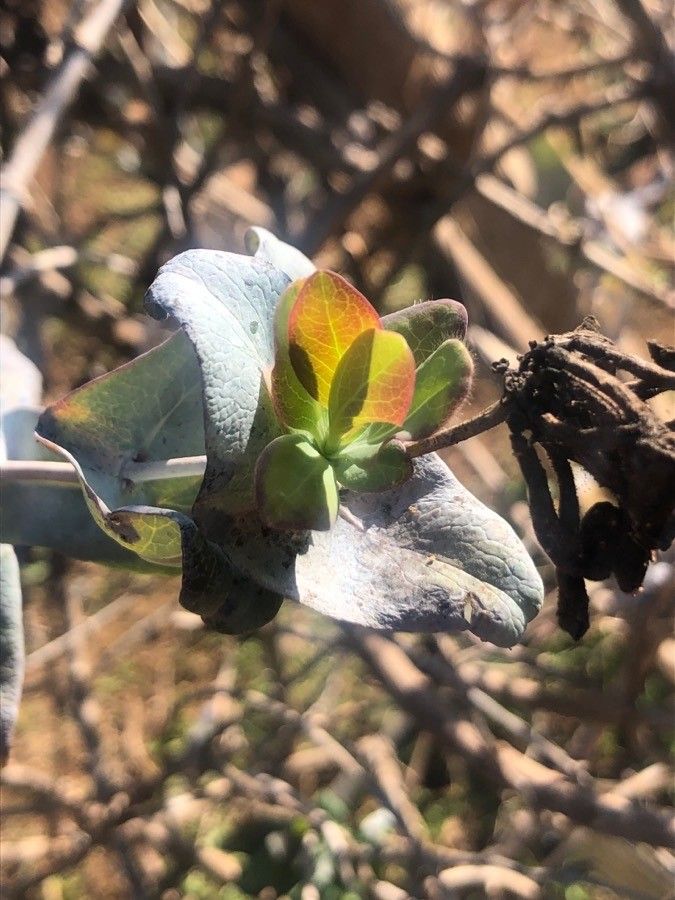 Lonicera splendida leaf