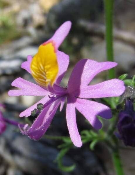Schizanthus hookeri flower
