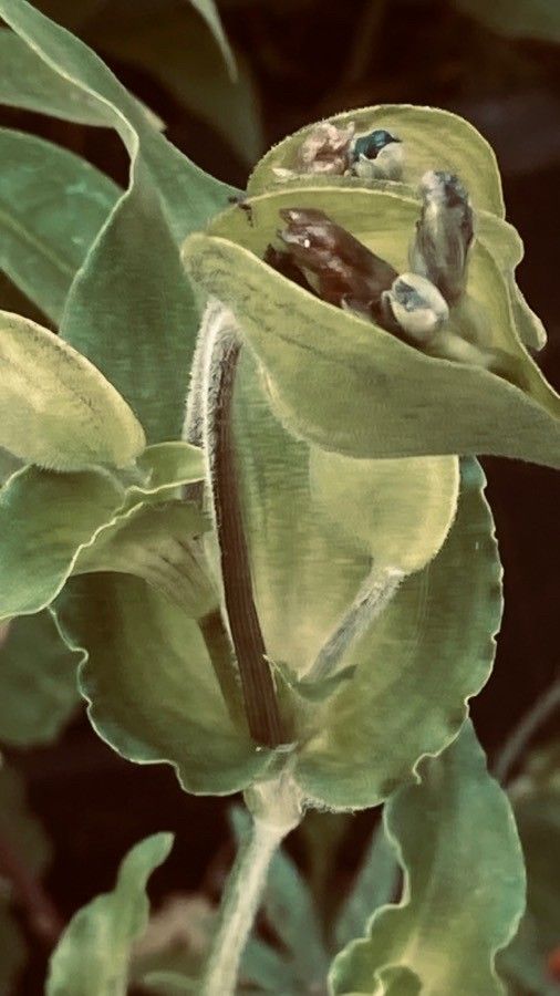 Commelina virginica — search result for 'Commelina'