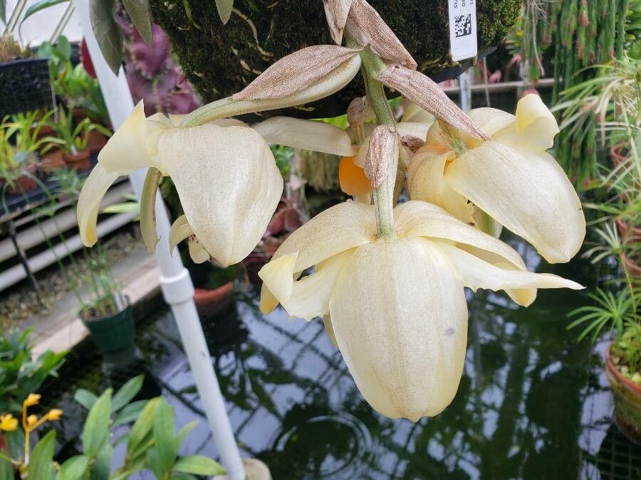 Stanhopea frymirei flower