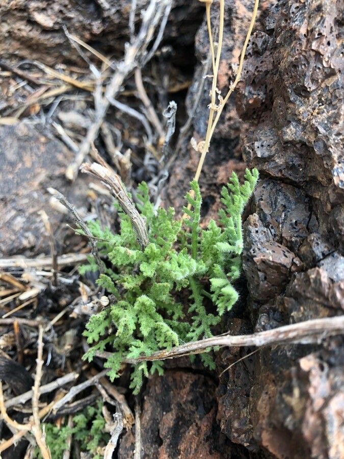 Argyranthemum tenerifae — search result for 'Argyranthemum'