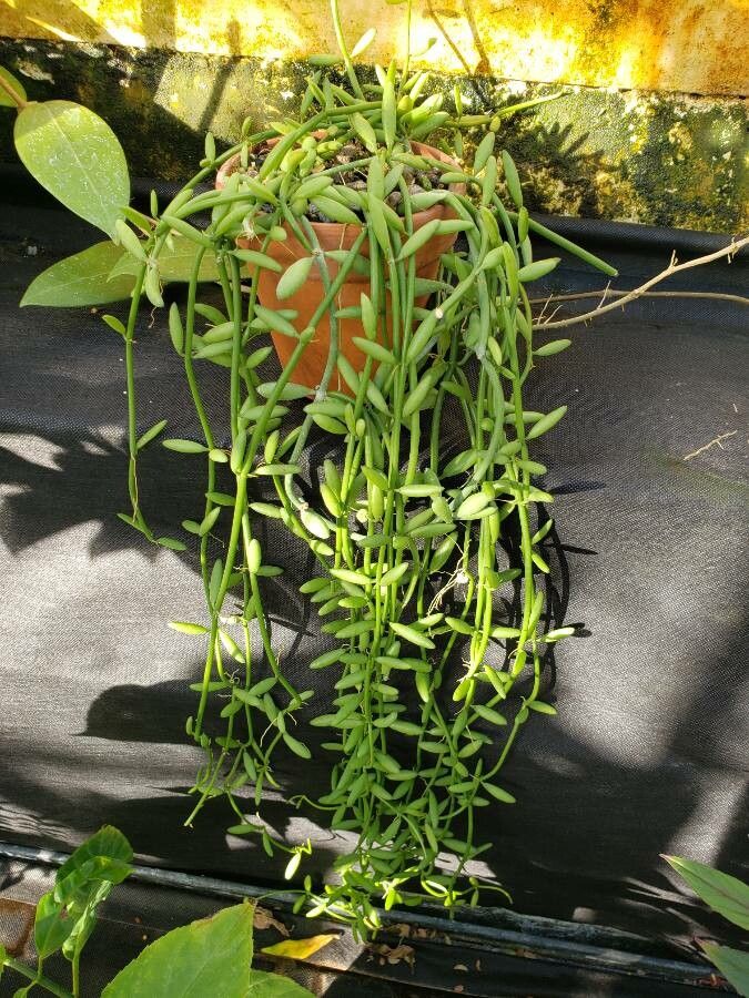 Dischidia bengalensis habit