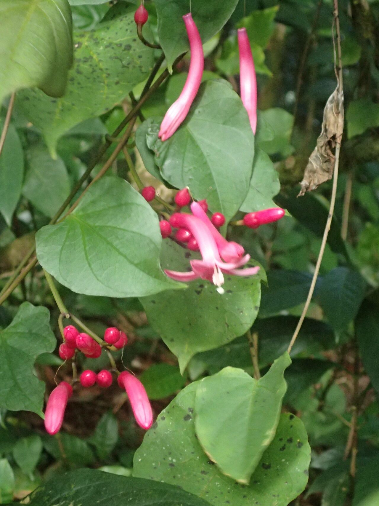 Ipomoea repanda — houseplant care guide