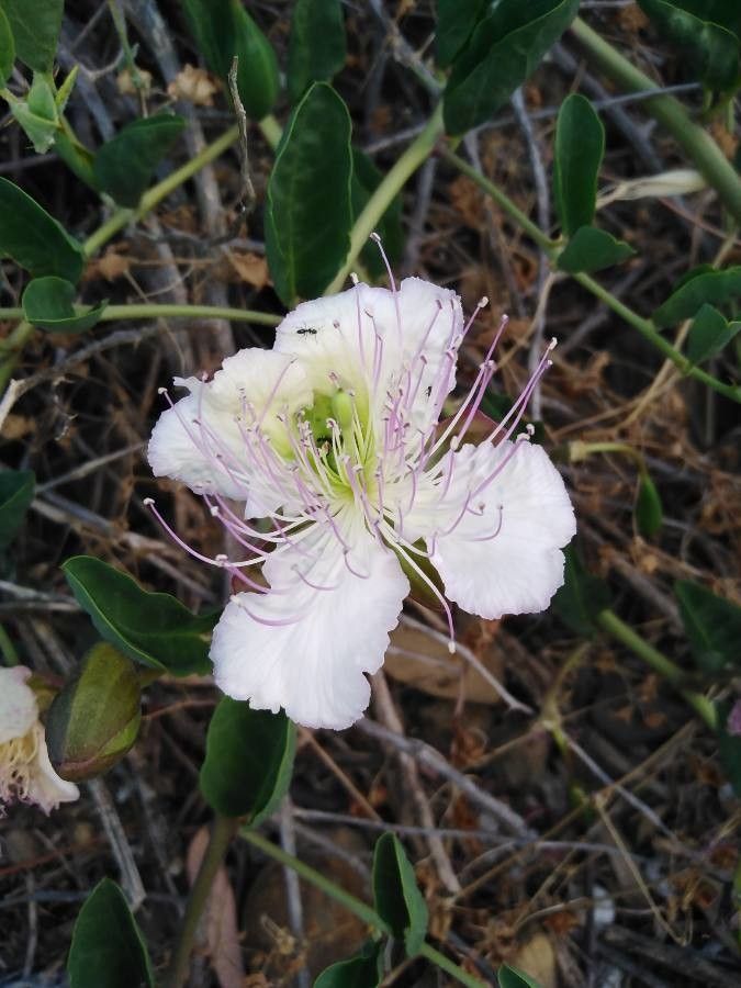 Capparis sicula flower