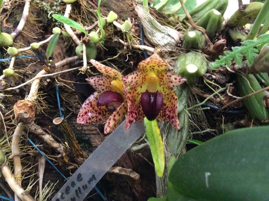 Bulbophyllum leopardinum — search result for 'Bulbophyllum'